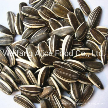 Good Delicious Snacks for All Age People Seeds Sunflower Seeds Bigger Size